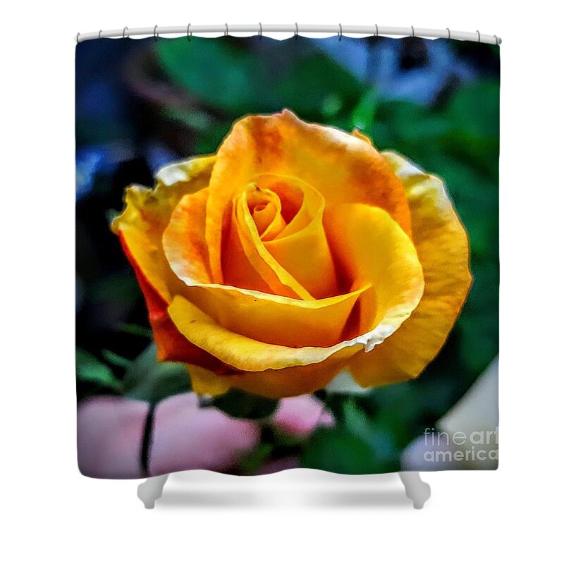 Rose Shower Curtain featuring the photograph Yellow rose by Garnett Jaeger
