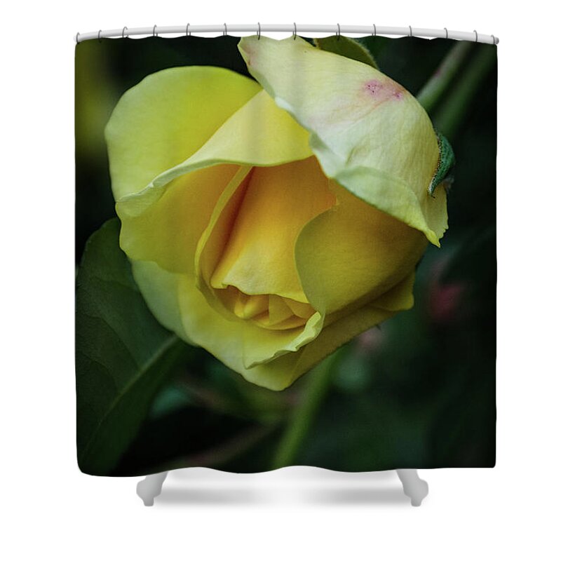 Yellow Rose Shower Curtain featuring the photograph Yellow Rose of Friendship by GeeLeesa Productions