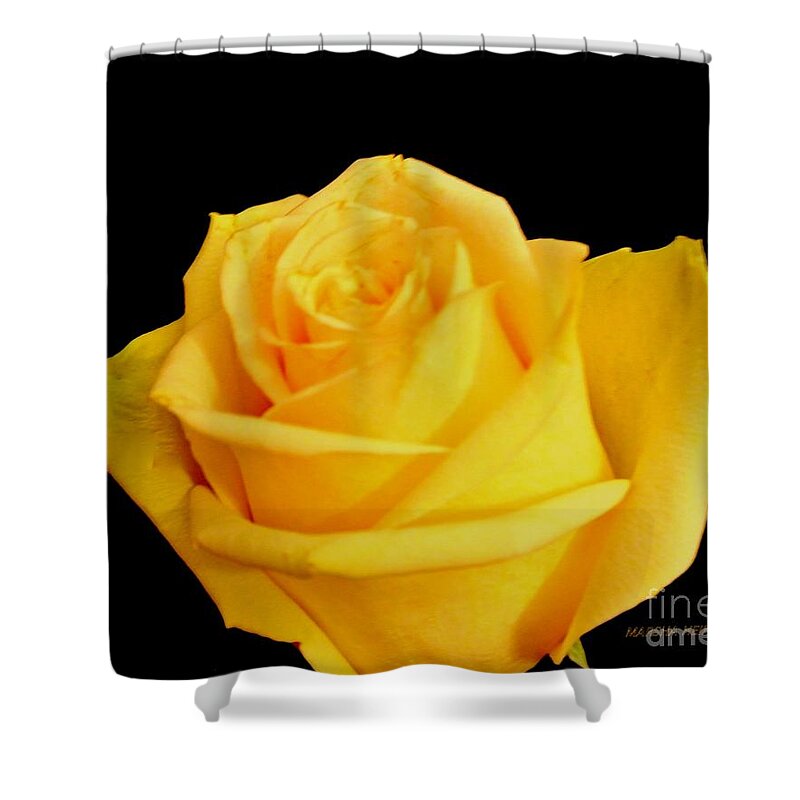 Photo Shower Curtain featuring the photograph Yellow Rose on Black by Marsha Heiken