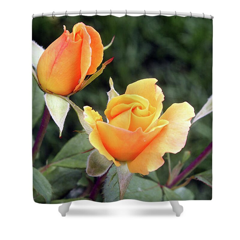 Rose Shower Curtain featuring the photograph Yellow Rosebuds by Ellen Tully