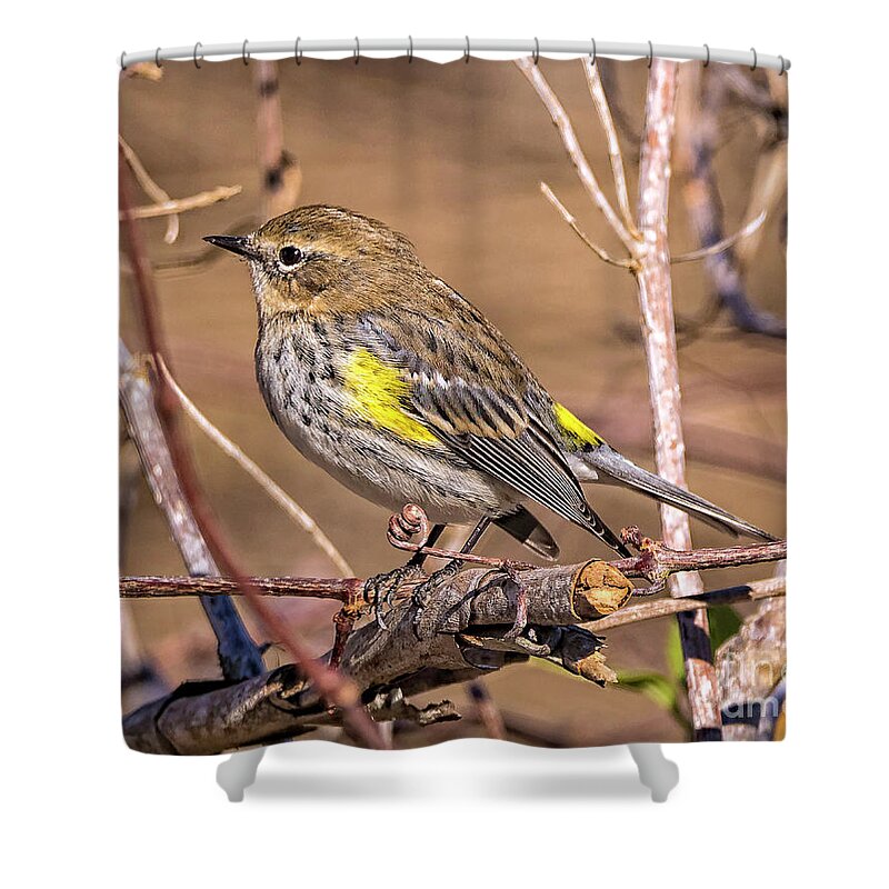 Nature Shower Curtain featuring the photograph Yellow-Rumped Warbler by DB Hayes