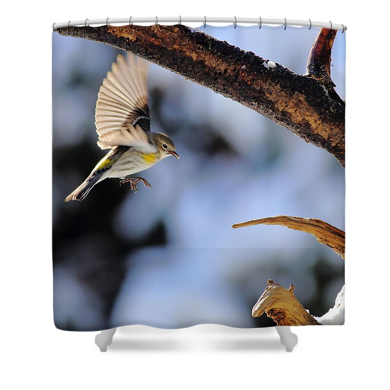 Yellow-rumped Warbler Shower Curtain featuring the photograph Yellow-rumped Warbler Landing by Daniel Reed