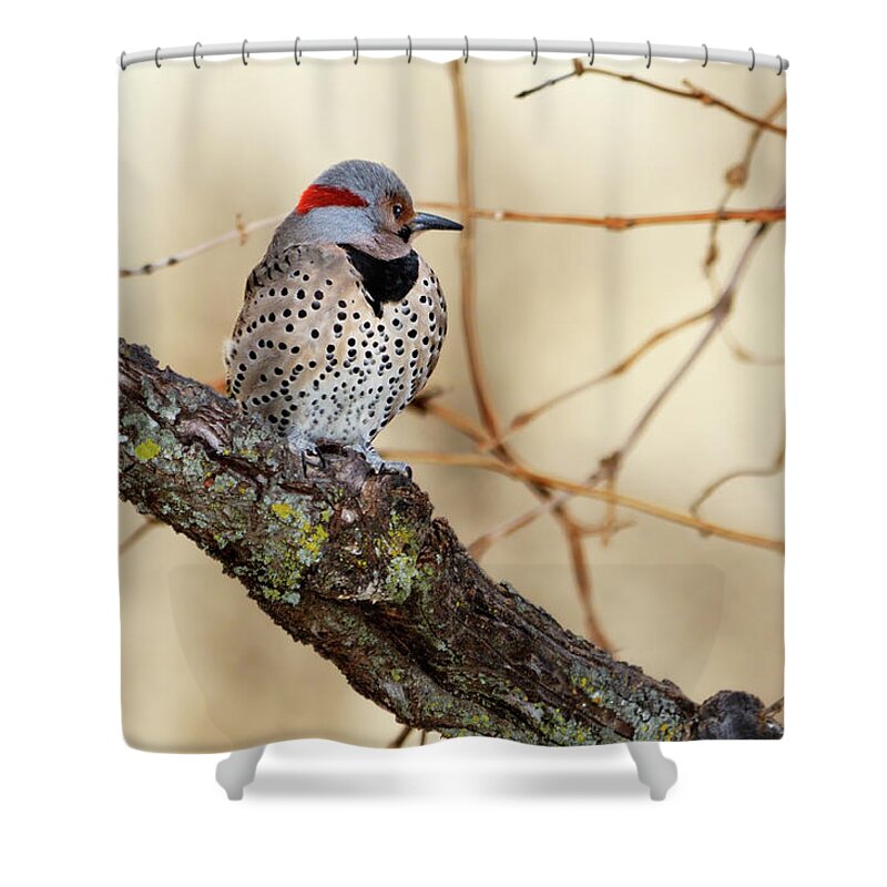 Northern Flicker Shower Curtain featuring the photograph Yellow-shafted Northern Flicker by Betty LaRue