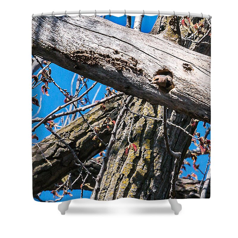 Yellow-shafted Northern Flicker Shower Curtain featuring the photograph Yellow-shafted Northern Flicker Nest Building by Ed Peterson