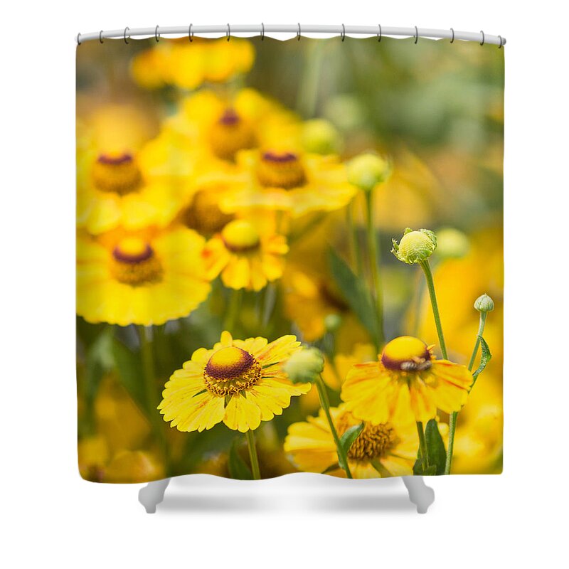 Yellow Shower Curtain featuring the photograph Yellow Squared 2 by Rebecca Cozart