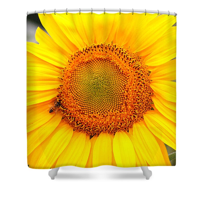 Sunflower Shower Curtain featuring the photograph Yellow Sunflower with bee by Amy Fose