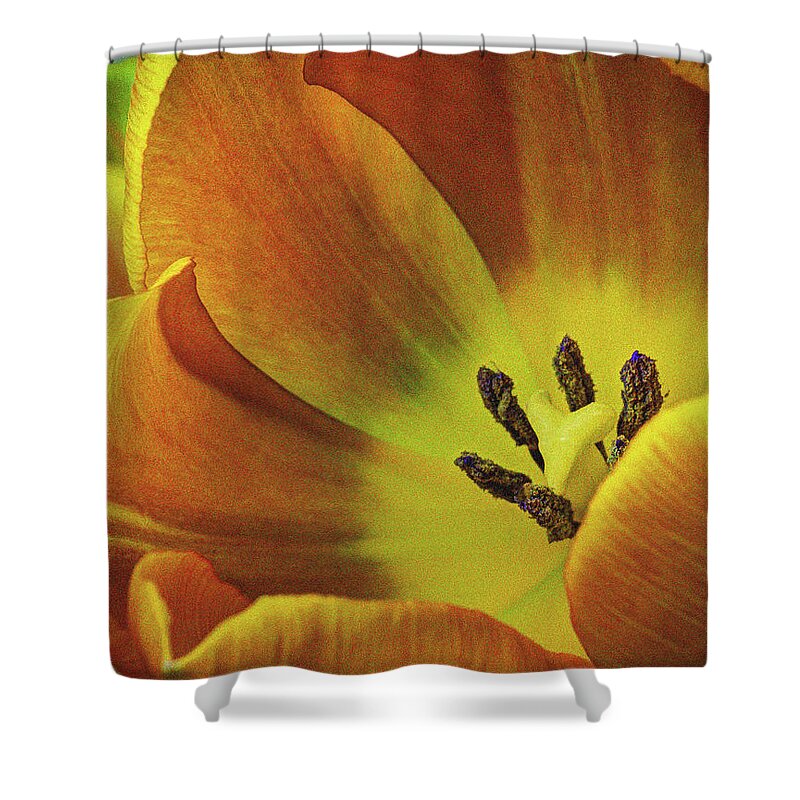 Flowers Shower Curtain featuring the photograph Yellow Tulip by David Thompsen