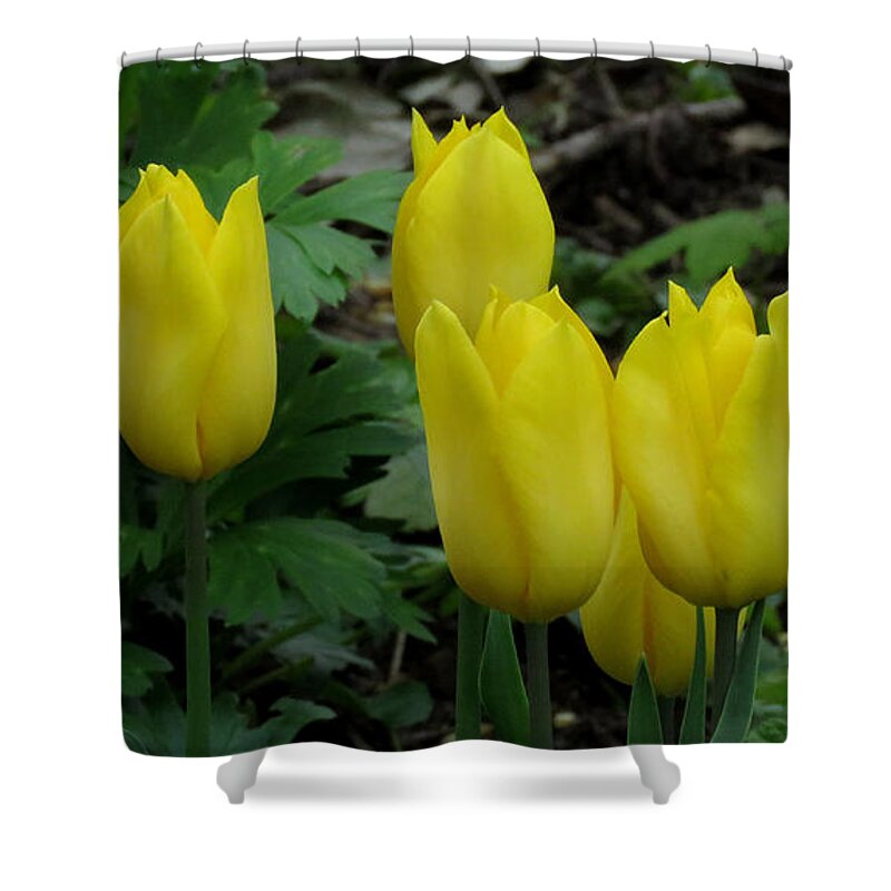 Flower Shower Curtain featuring the photograph Yellow Tulips by John Topman