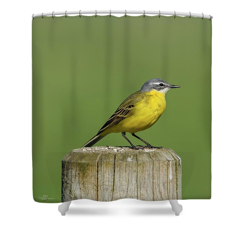 Yellow Wagtail Shower Curtain featuring the photograph Yellow Wagtail perching on the roundpole a close-up by Torbjorn Swenelius