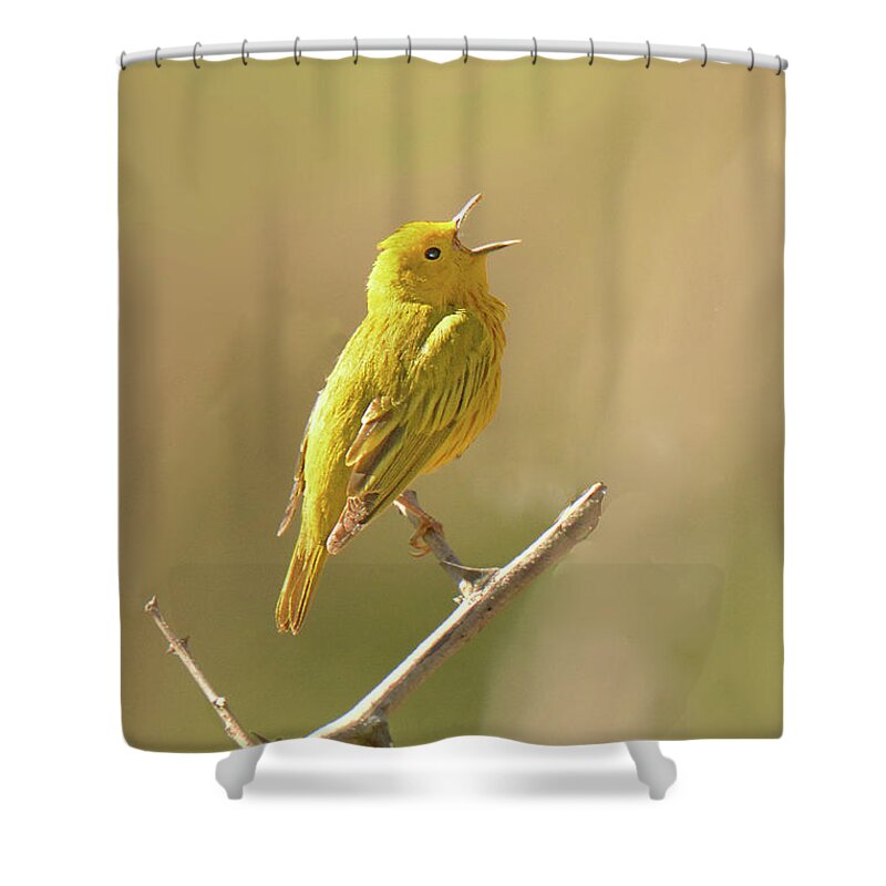 Bird Shower Curtain featuring the photograph Yellow Warbler Song by Alan Lenk