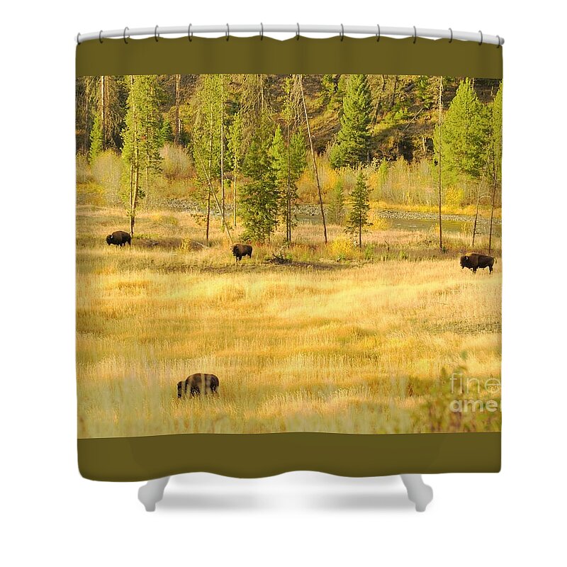 Yellowstone National Park Shower Curtain featuring the photograph Yellowstone Bison by Merle Grenz