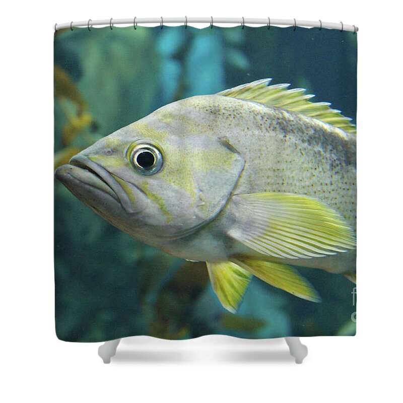 Fish Shower Curtain featuring the photograph Yellowtail Rockfish by Nina Silver