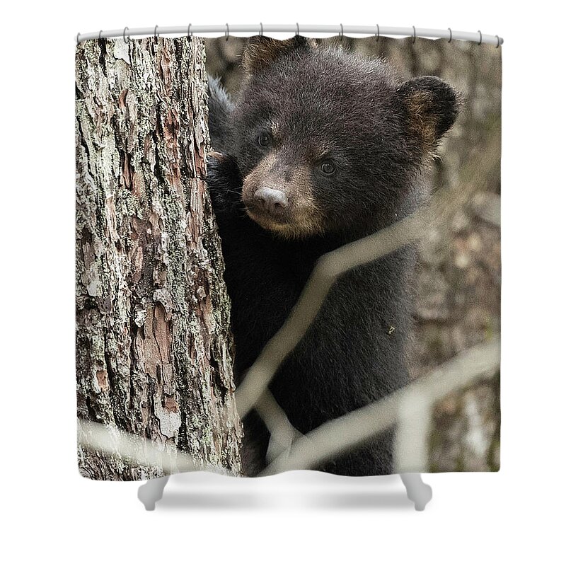 Bear Shower Curtain featuring the photograph Yes, Mom by Everet Regal