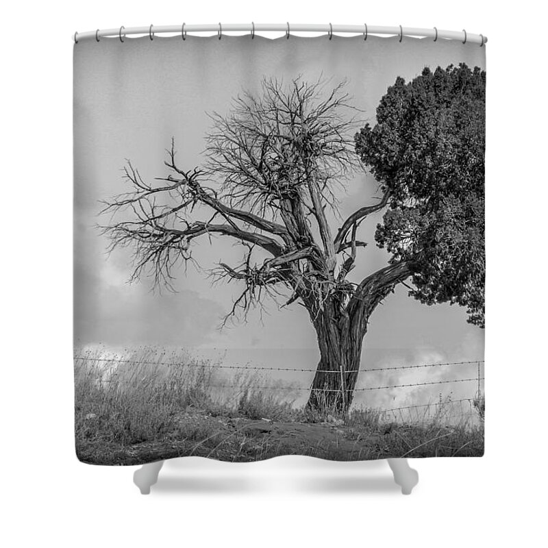 Ying Yang Shower Curtain featuring the pyrography Ying Yang Tree by David Meznarich