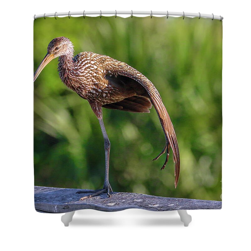 Limpkin Shower Curtain featuring the photograph Yoga Pose Limpkin by Tom Claud