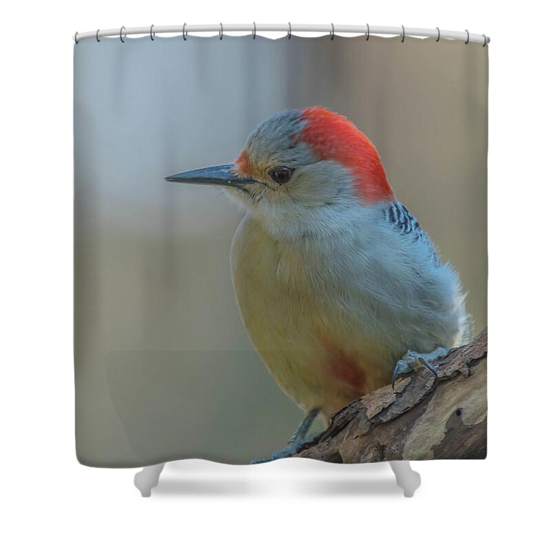 Woodpecker Shower Curtain featuring the photograph Young Red Bellied Woodpecker #2 by Bruce Pritchett