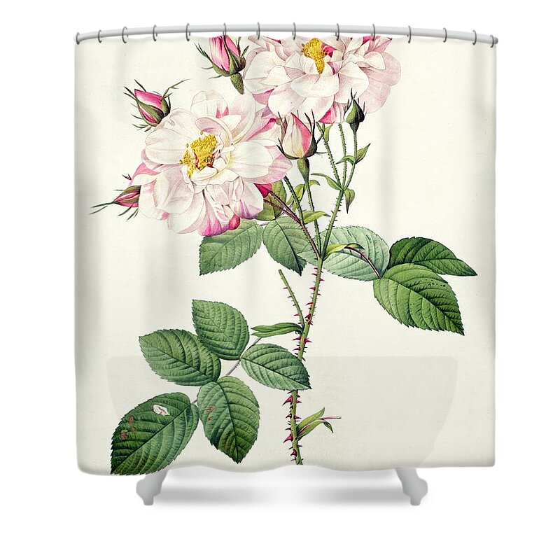 Rosa Shower Curtain featuring the drawing York and Lancaster Rose by Pierre Joseph Redoute