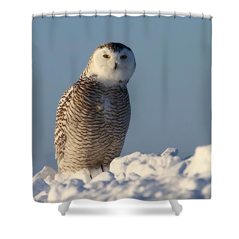 Snowy Owls Shower Curtain featuring the photograph You are my focus by Heather King