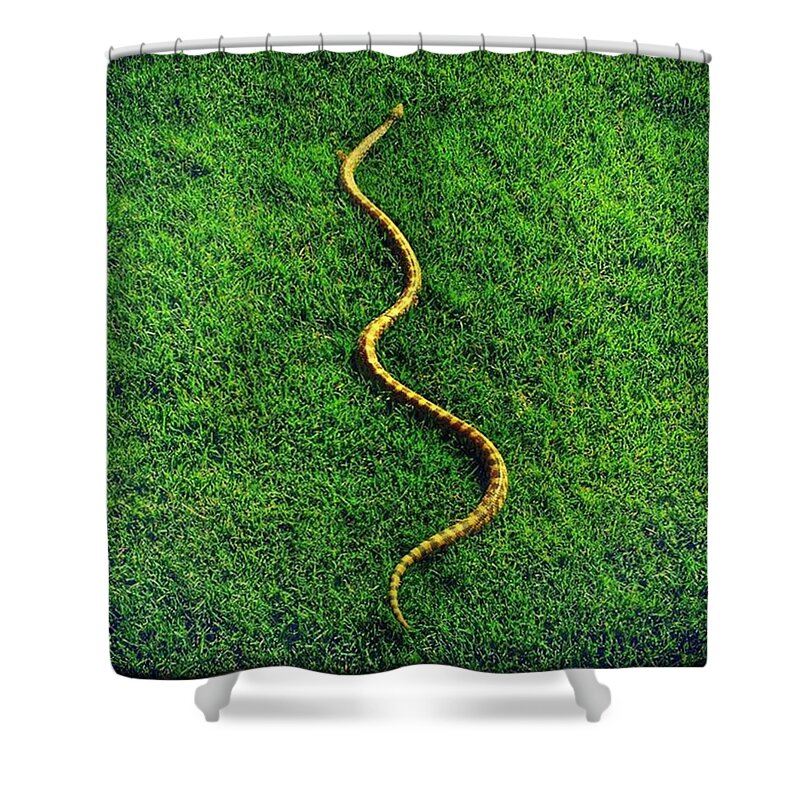 Snake In The Grass Shower Curtain featuring the photograph Snake in the Grass by Noah Kaufman