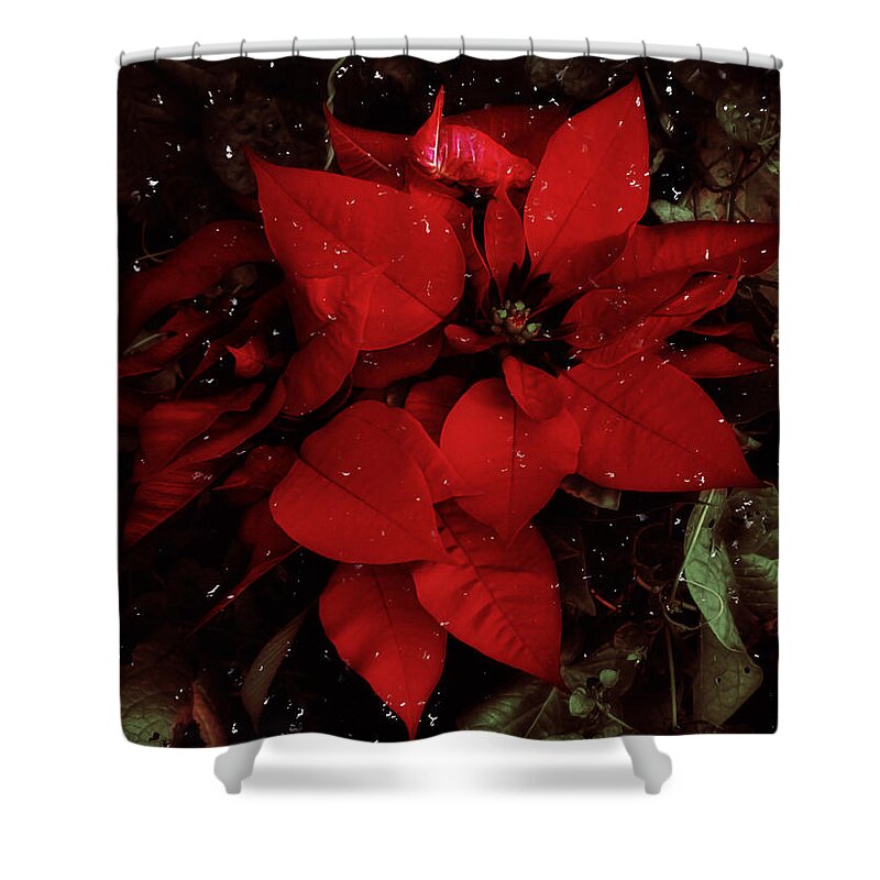Flowers Shower Curtain featuring the photograph You Know It's Christmas Time When... by Elaine Malott