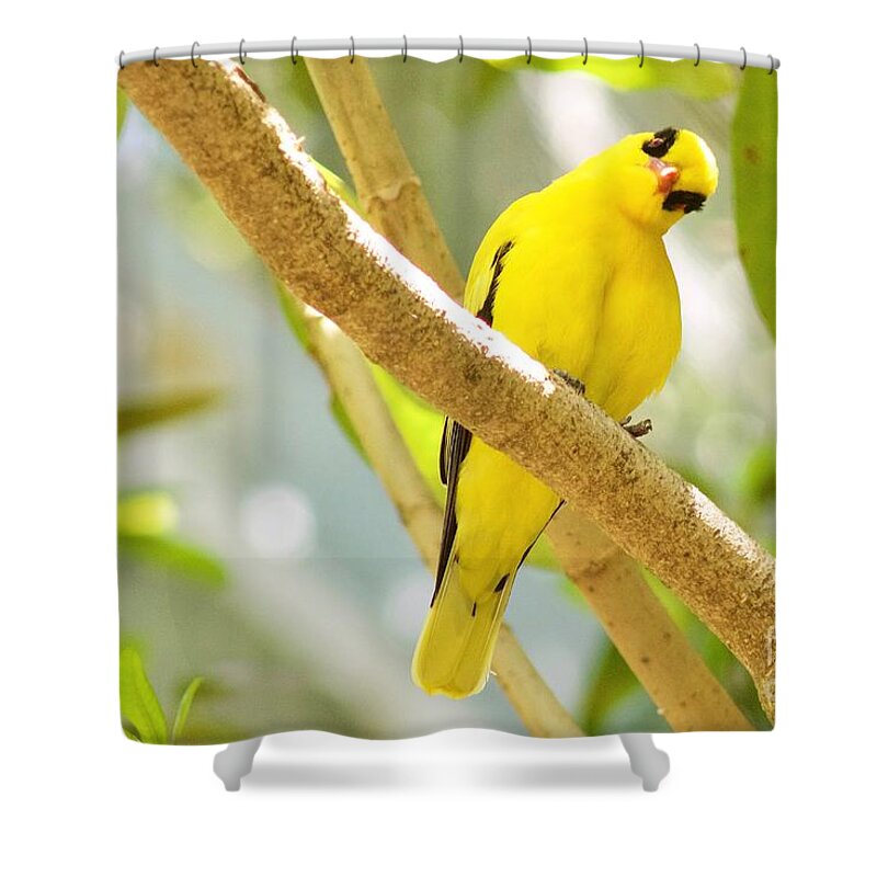 Photography Shower Curtain featuring the photograph You Looking at Me? by Sean Griffin
