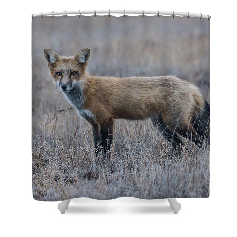 Fox Shower Curtain featuring the photograph You Talkin' to Me? by John Greco