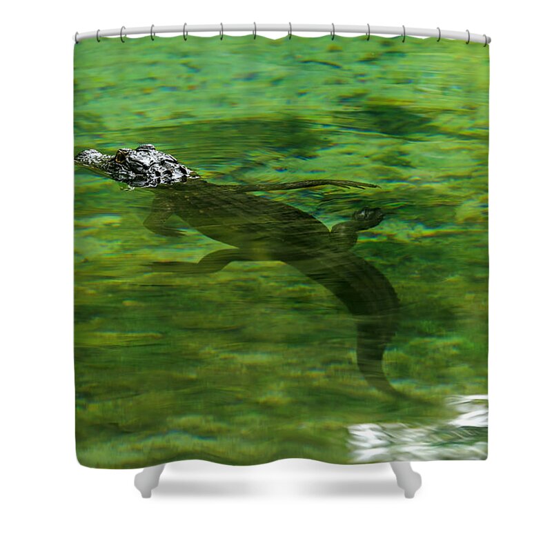 Alligator Shower Curtain featuring the photograph Young Alligator by Travis Rogers