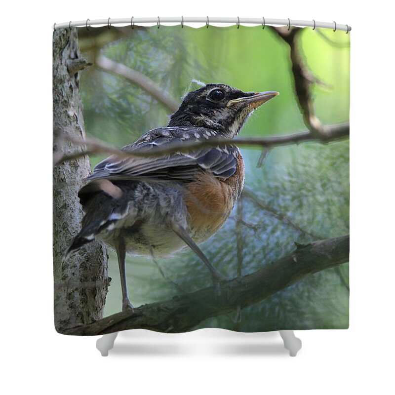 American Robin Shower Curtain featuring the photograph Young American Robin Setauket New York by Bob Savage