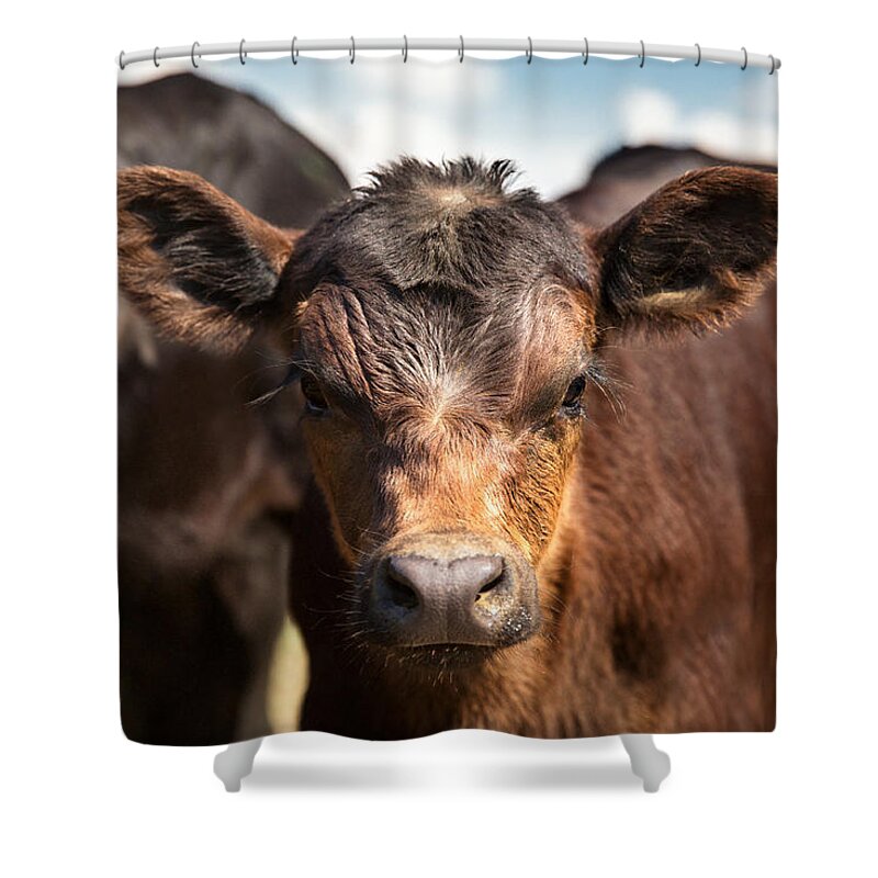 Young Shower Curtain featuring the photograph Young Angus by Todd Klassy