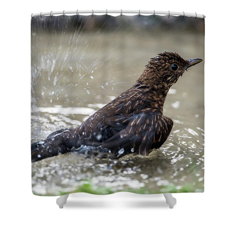 Young Blackbird's Bath Shower Curtain featuring the photograph Young Blackbird's bath by Torbjorn Swenelius