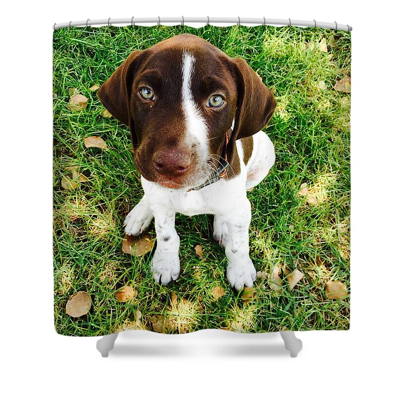 Pup Shower Curtain featuring the photograph Young Blue Eyes by Donna Spadola