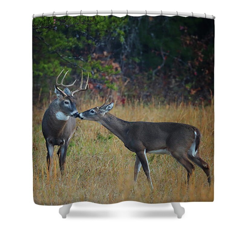Deer Shower Curtain featuring the photograph Young Buck Meets Dad by Duane Cross