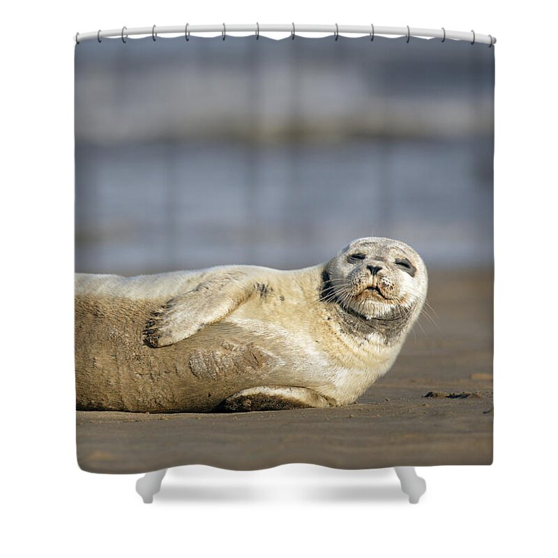 Common Seal Shower Curtain featuring the photograph Young Common Seal sleeping on the beach by Tony Mills