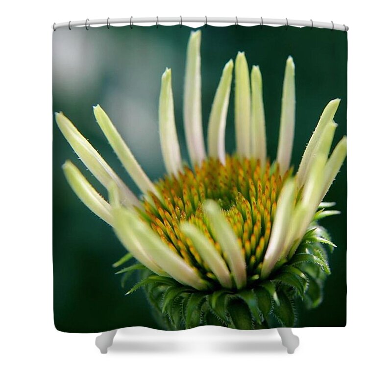 Cone Flower Shower Curtain featuring the photograph Young Cone by Justin Connor