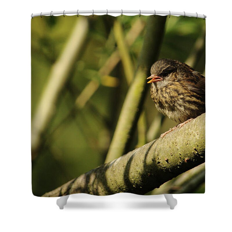 Bird Shower Curtain featuring the photograph Young Dunnock by Adrian Wale