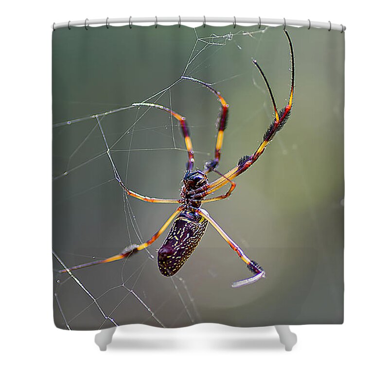 Spider Shower Curtain featuring the photograph Young Golden Silk Female by Kenneth Albin