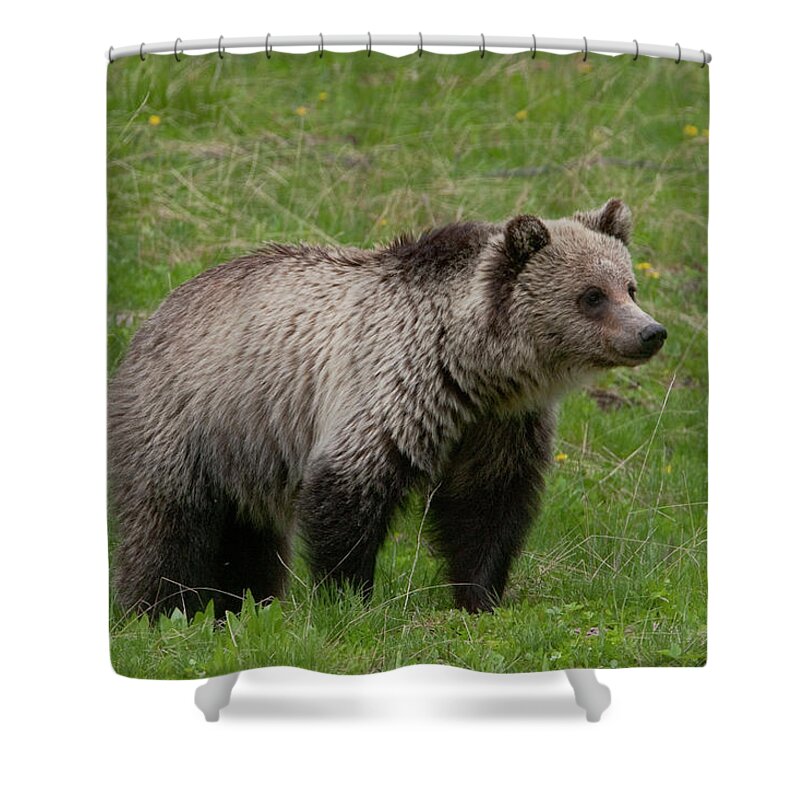 Grizzly Shower Curtain featuring the photograph Young Grizzly by Mark Miller