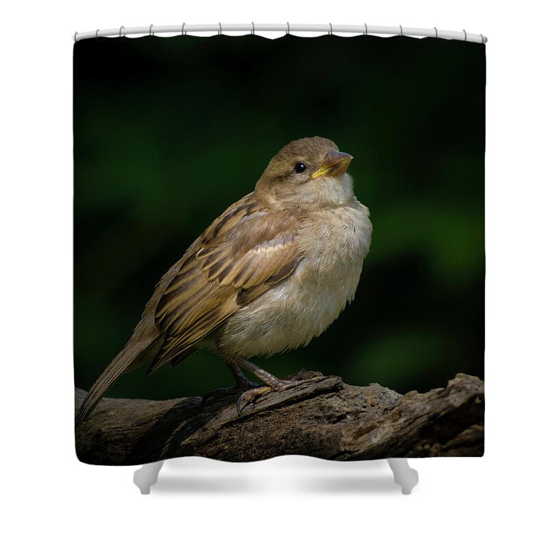 Young House Sparrow Photo Shower Curtain featuring the photograph Young House Sparrow by Kenneth Cole