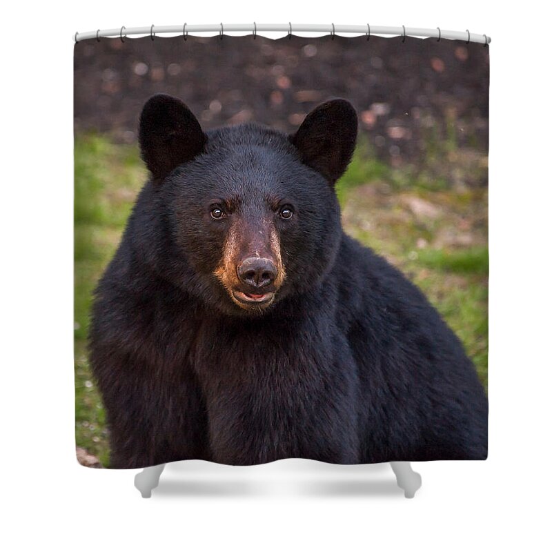 Animal Shower Curtain featuring the photograph Young Male Black Bear by Brenda Jacobs