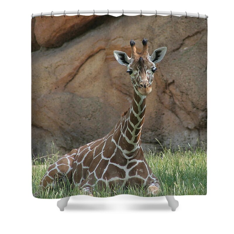 Nashville Zoo Shower Curtain featuring the photograph Young Masai Giraffe by Valerie Collins
