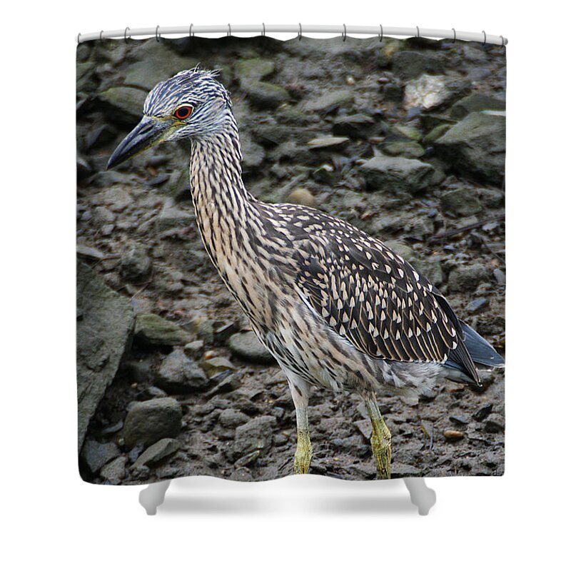 Wildlife Shower Curtain featuring the photograph Young Night Heron by William Selander