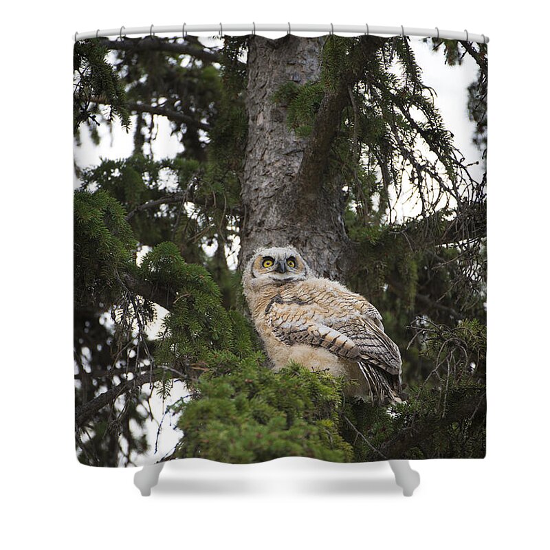 Owl Shower Curtain featuring the photograph Young Owl in Tree by Bill Cubitt