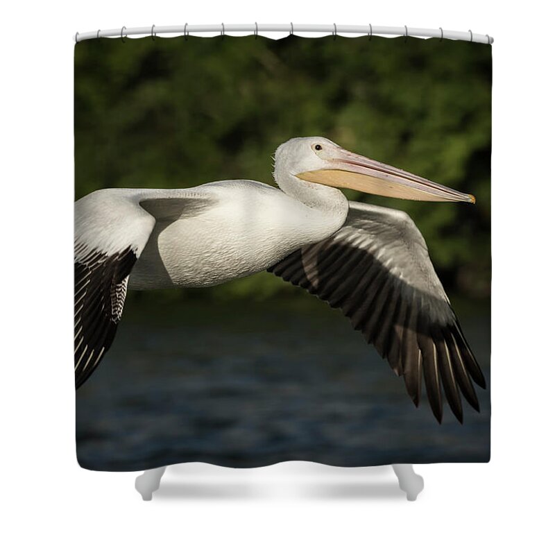 American White Pelican Shower Curtain featuring the photograph Young Pelican 2016-1 by Thomas Young