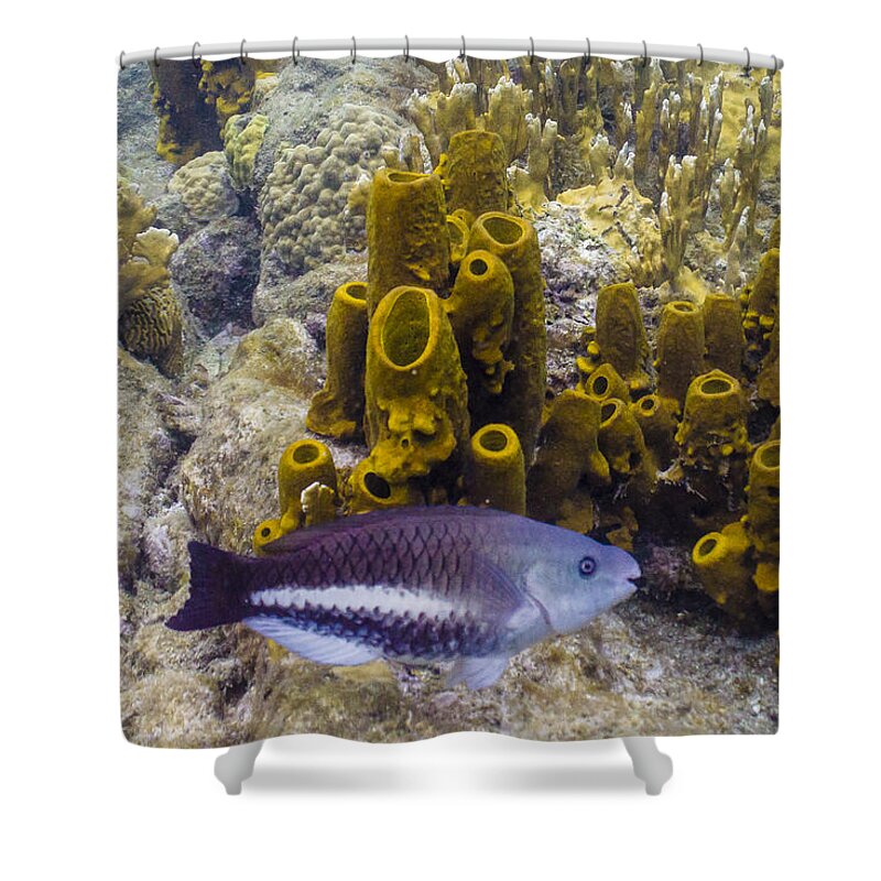 Ocean Shower Curtain featuring the photograph Young Queen by Lynne Browne