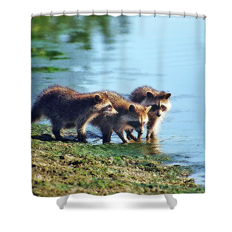 Raccoon Shower Curtain featuring the photograph Young Raccoons by Ted Keller