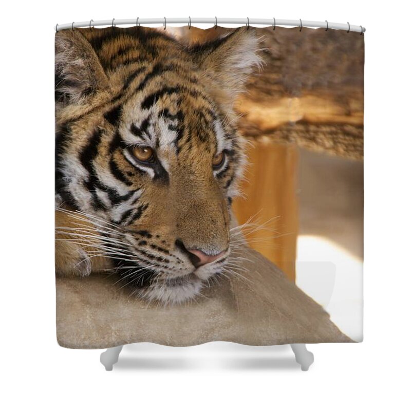 Tiger Shower Curtain featuring the photograph Young Tiger by Toni Berry
