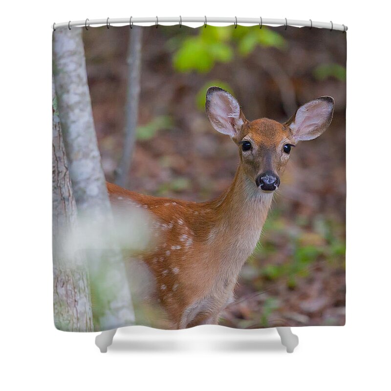 Fawn Shower Curtain featuring the photograph Young White Tailed Deer by Melinda Fawver