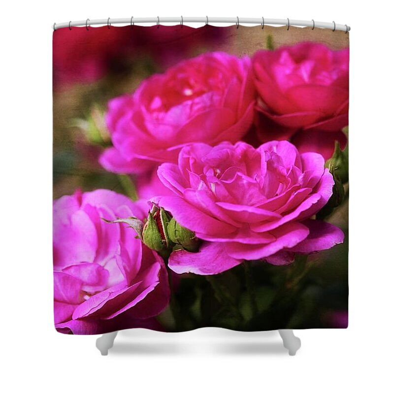 Rose Shower Curtain featuring the photograph Your Precious Love by Lucinda Walter