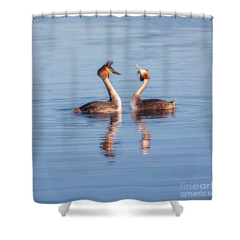 Fuut Shower Curtain featuring the photograph You're kidding by Casper Cammeraat