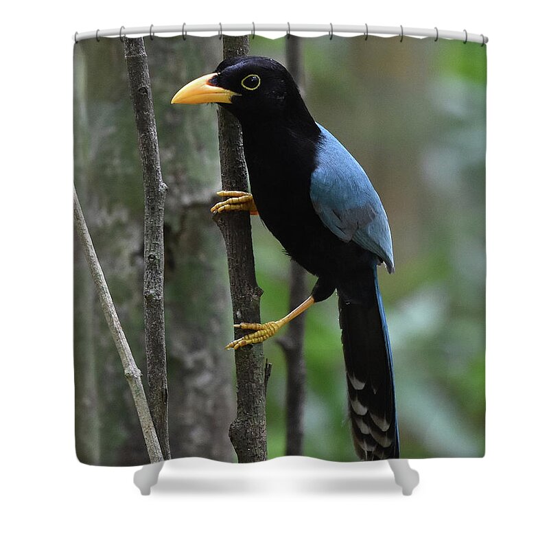 Jay Shower Curtain featuring the photograph Yucatan Jay by Ben Foster